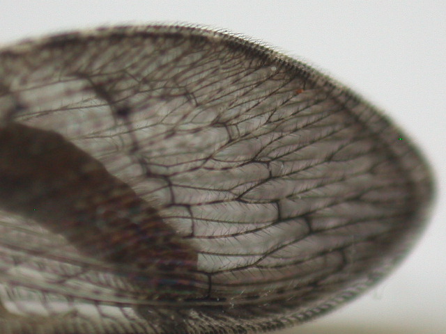 Wesmaelius subnebulosus